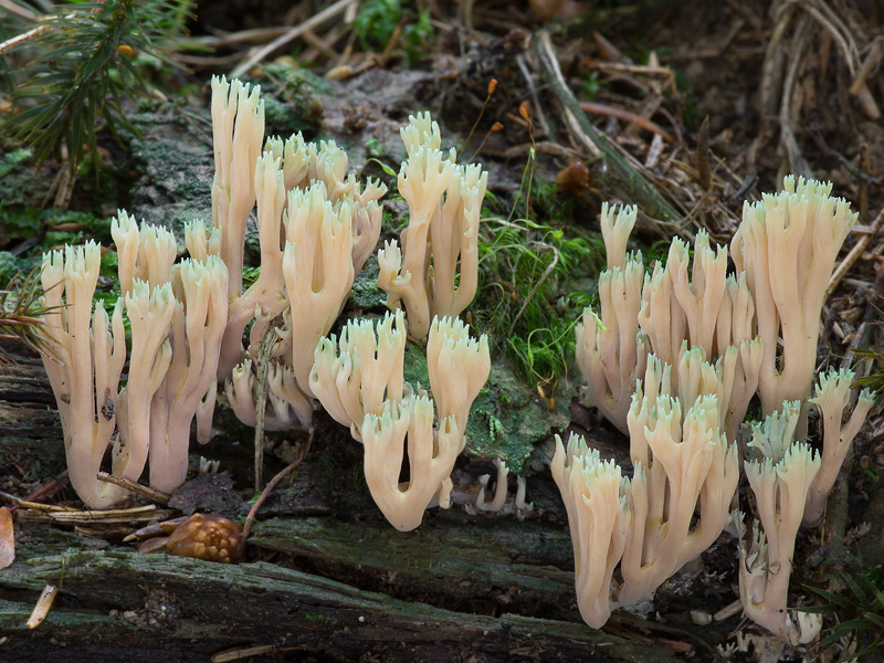 Ramaria apiculata